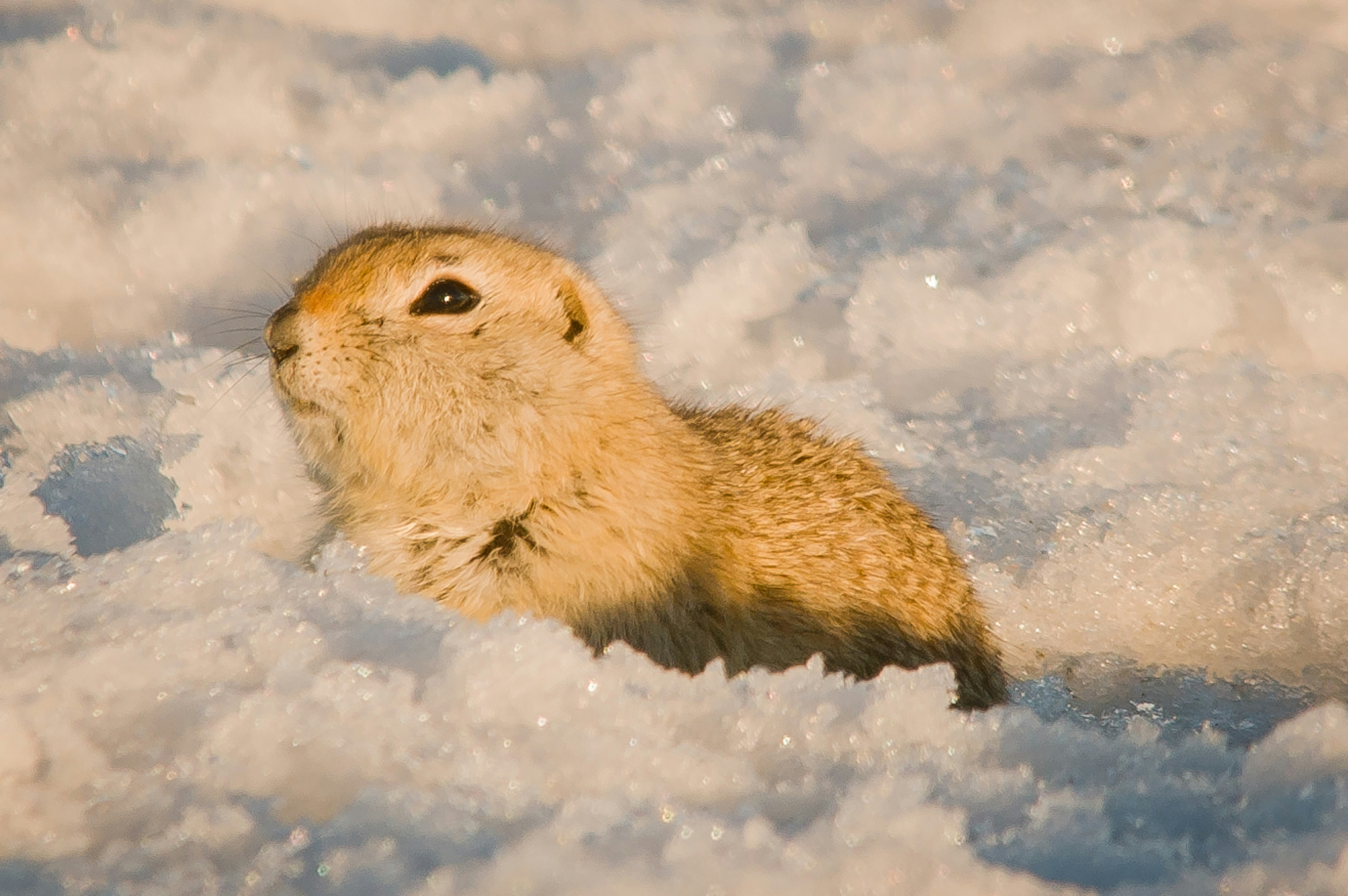 photo d'un écureuil terrestre ou gopher